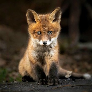 Alison ☘️ profile