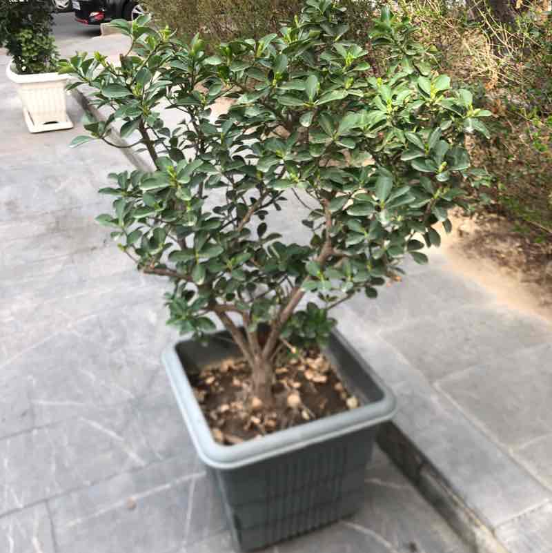 Mahshad🇮🇷 post 2