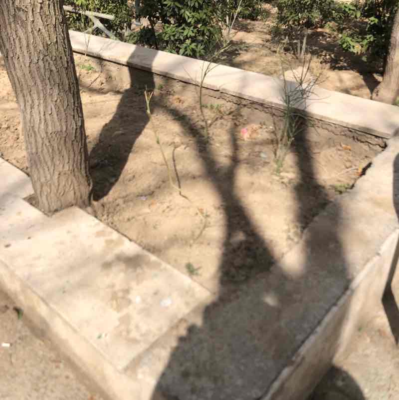 Mahshad🇮🇷 post 3