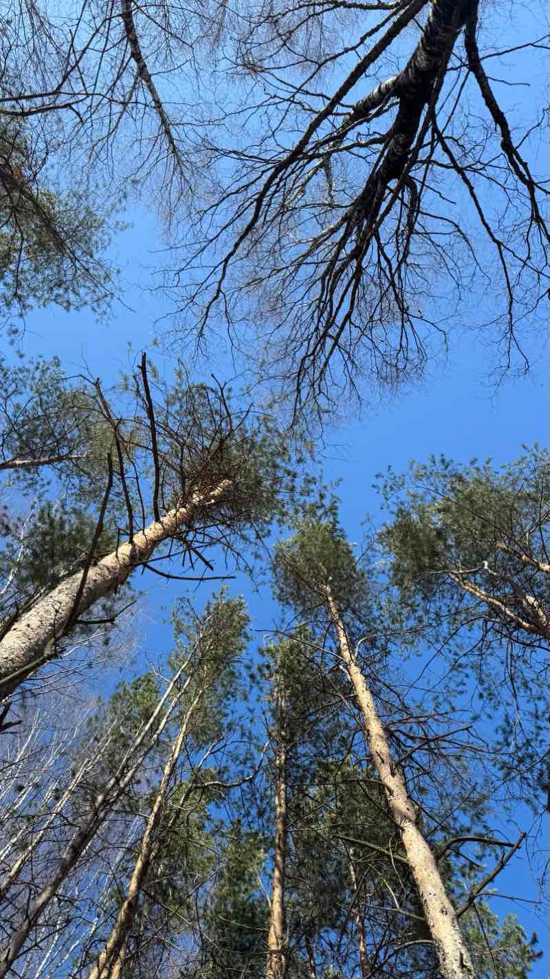 walking near me in Мичуринский Парк in spring