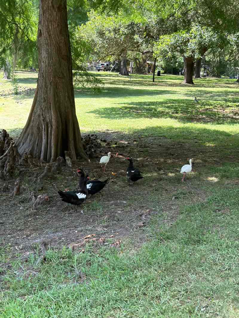 walking near me in James Dunn Park in summer