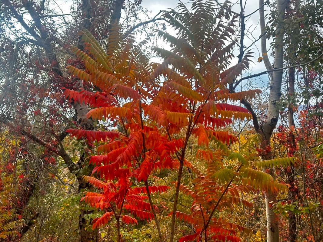 walking near me in Flat Iron Mesa Park in autumn