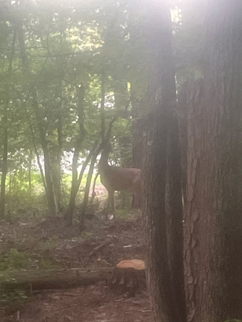 walking near me in Old Community Garden in winter