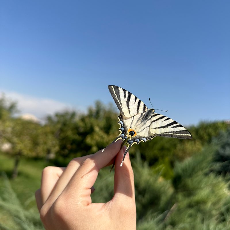 HBAM Walking Challenge 2024 Meri Hovhannisyan post image