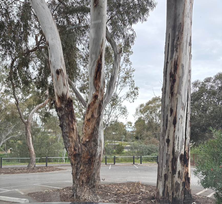 walking near me in Clonlea Park in spring