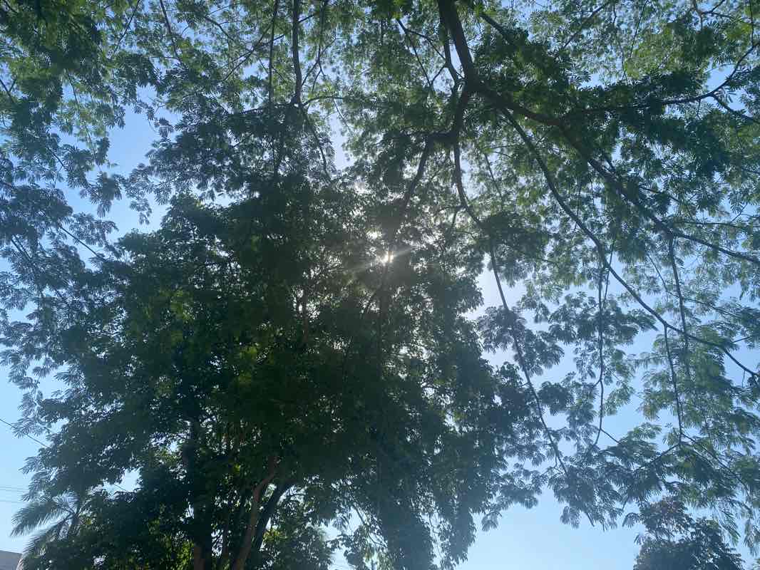 walking near me in Parque Residencial San José del Pedregal in winter