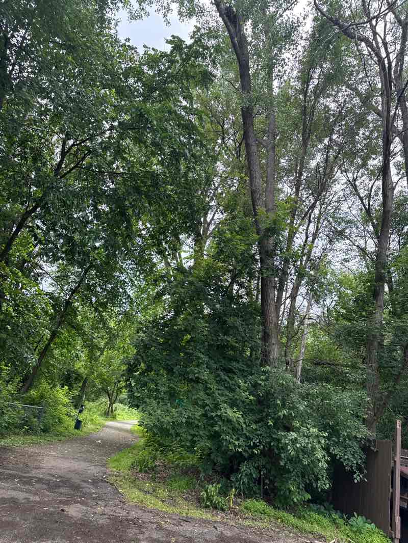 walking near me in Laddie Lake in summer