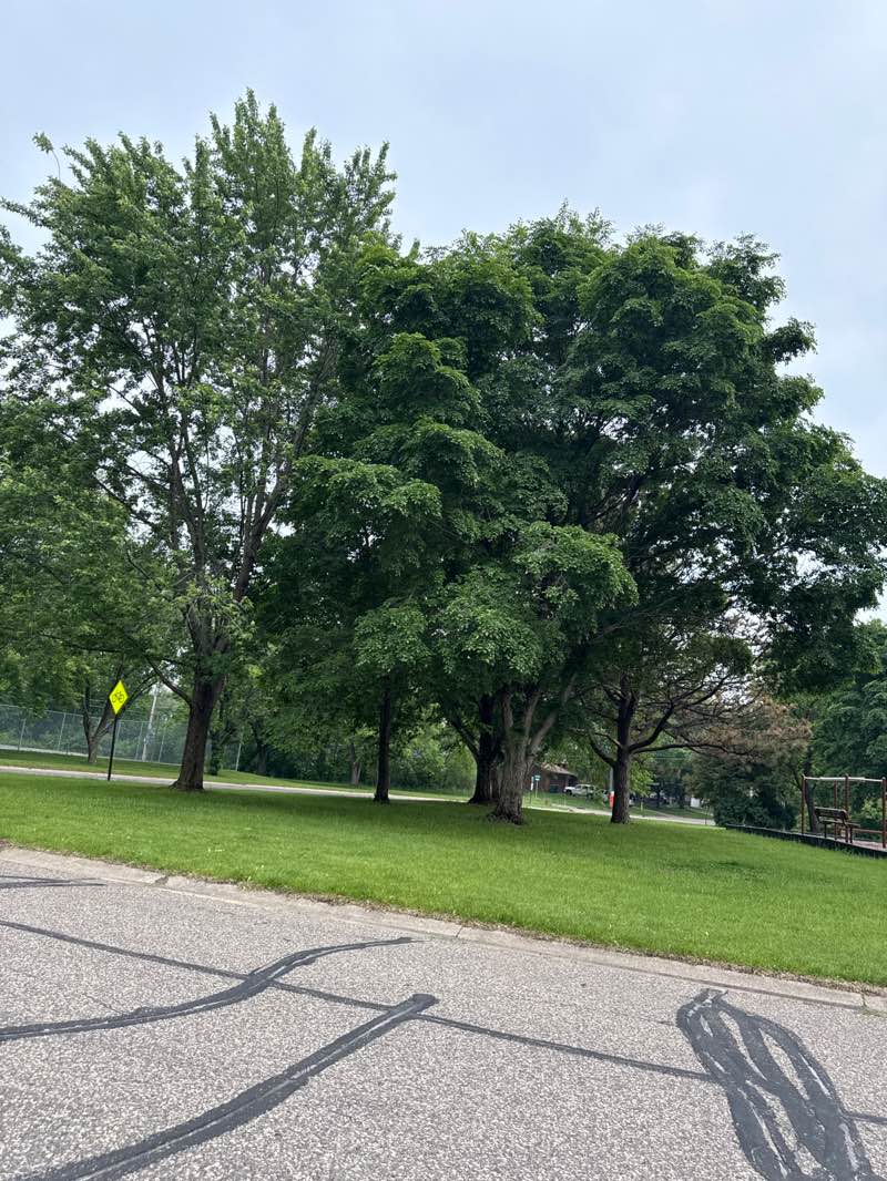 walking near me in Aurelia Park in summer