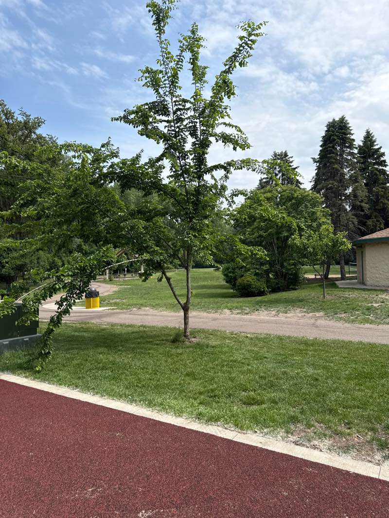 walking near me in Coon Creek Park in summer