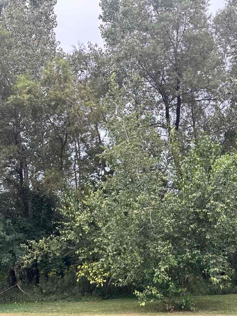 walking near me in Woodcrest Park in autumn