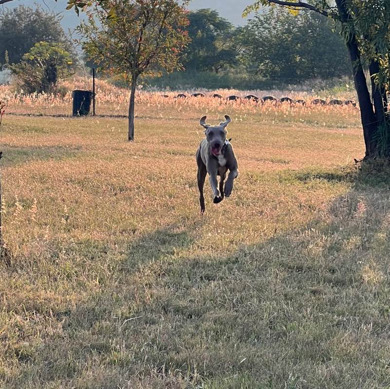 Candice van Rooyen profile