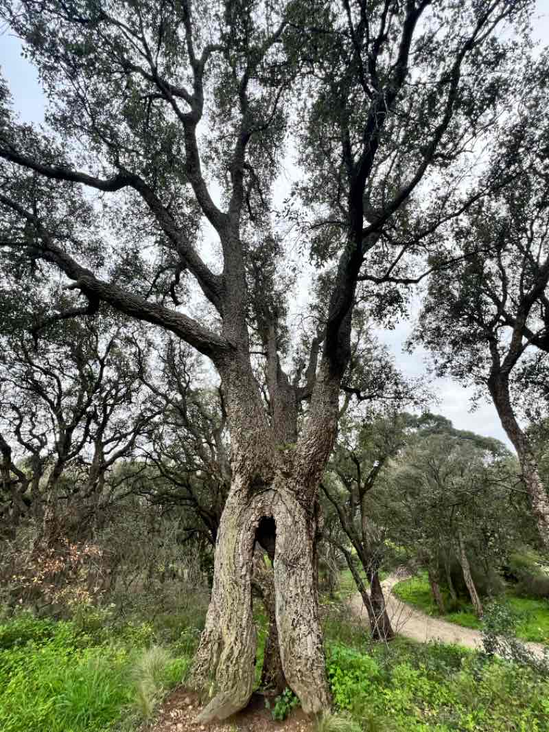 walking near me in Parc de Fornacina in winter
