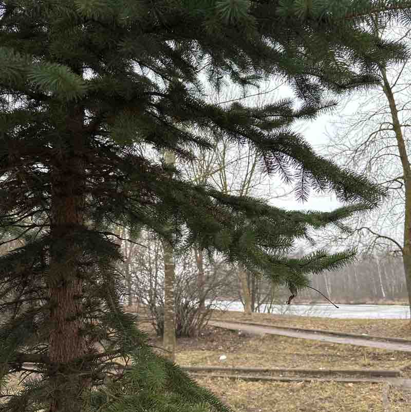 Zvezda Andreevna post 1