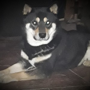 lana.pasko.lp profile