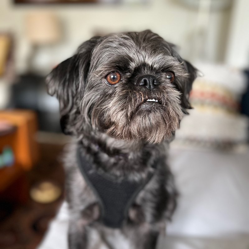 noorie_jehangir_bijuli_supriti profile