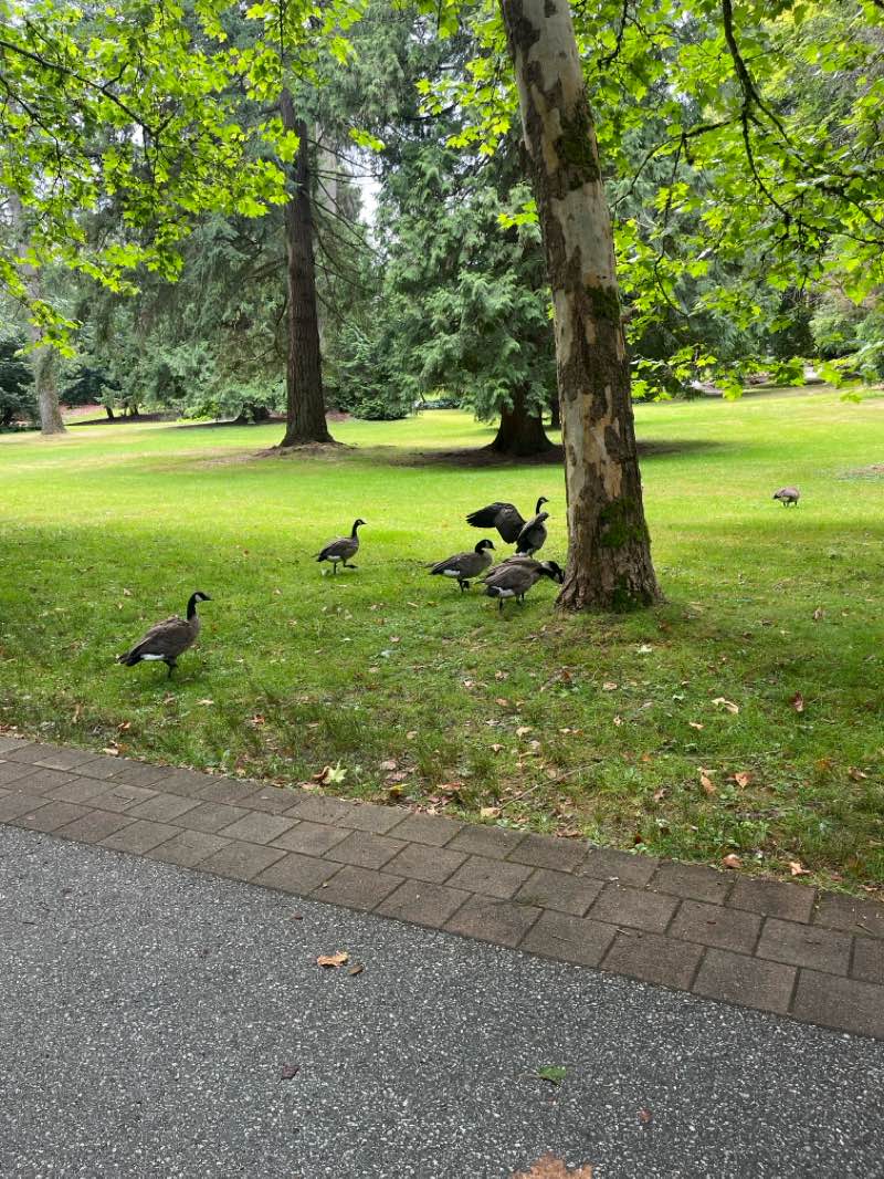 walking near me in Stanley Park in winter