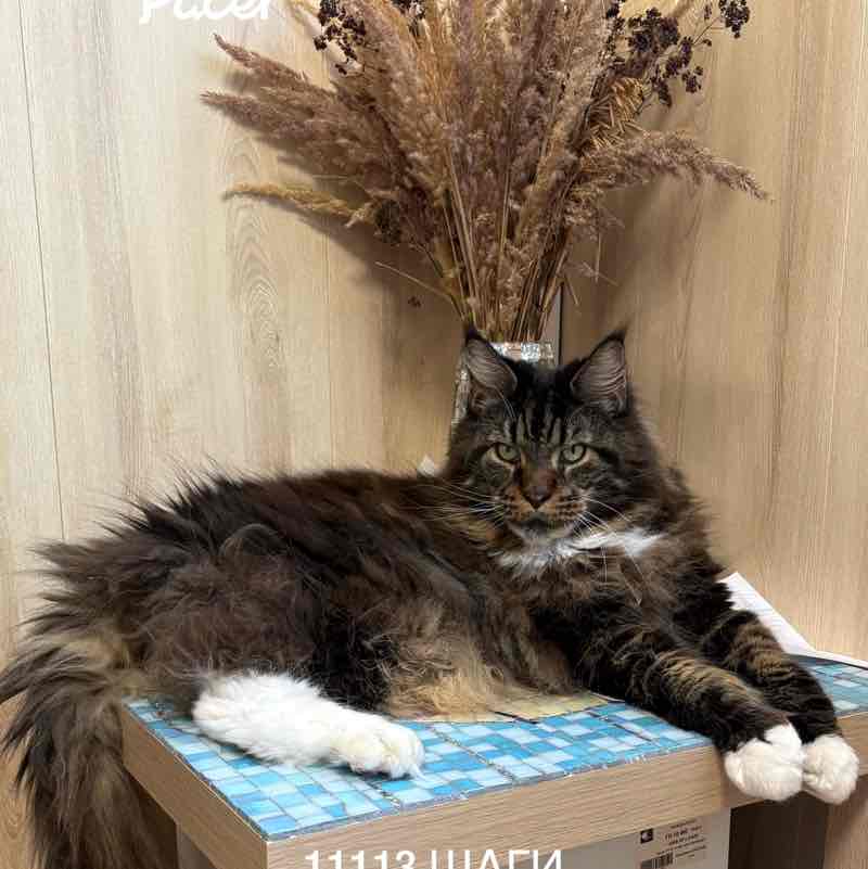 Подруга друга 🐯 post 1