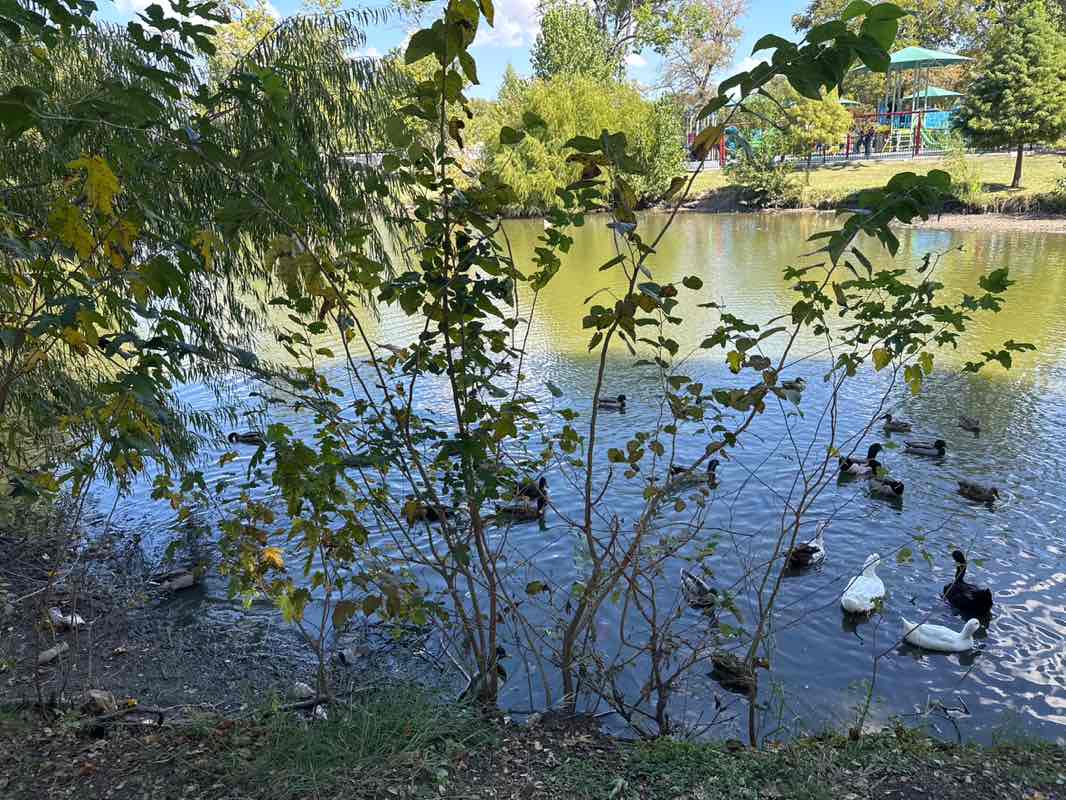 walking near me in Cottonwood Park in autumn