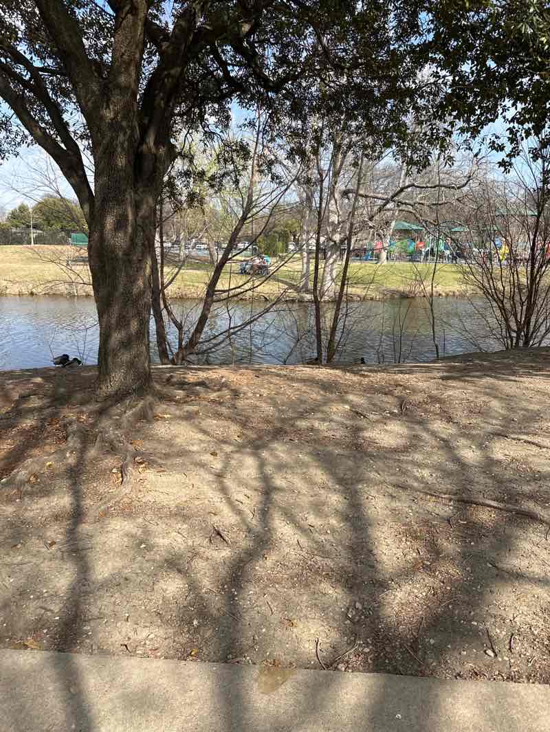 walking near me in Cottonwood Park in spring