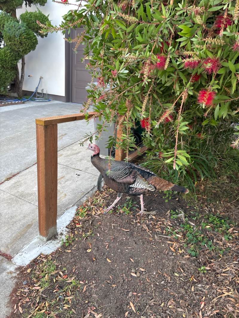 walking near me in Ohlone Greenway in winter