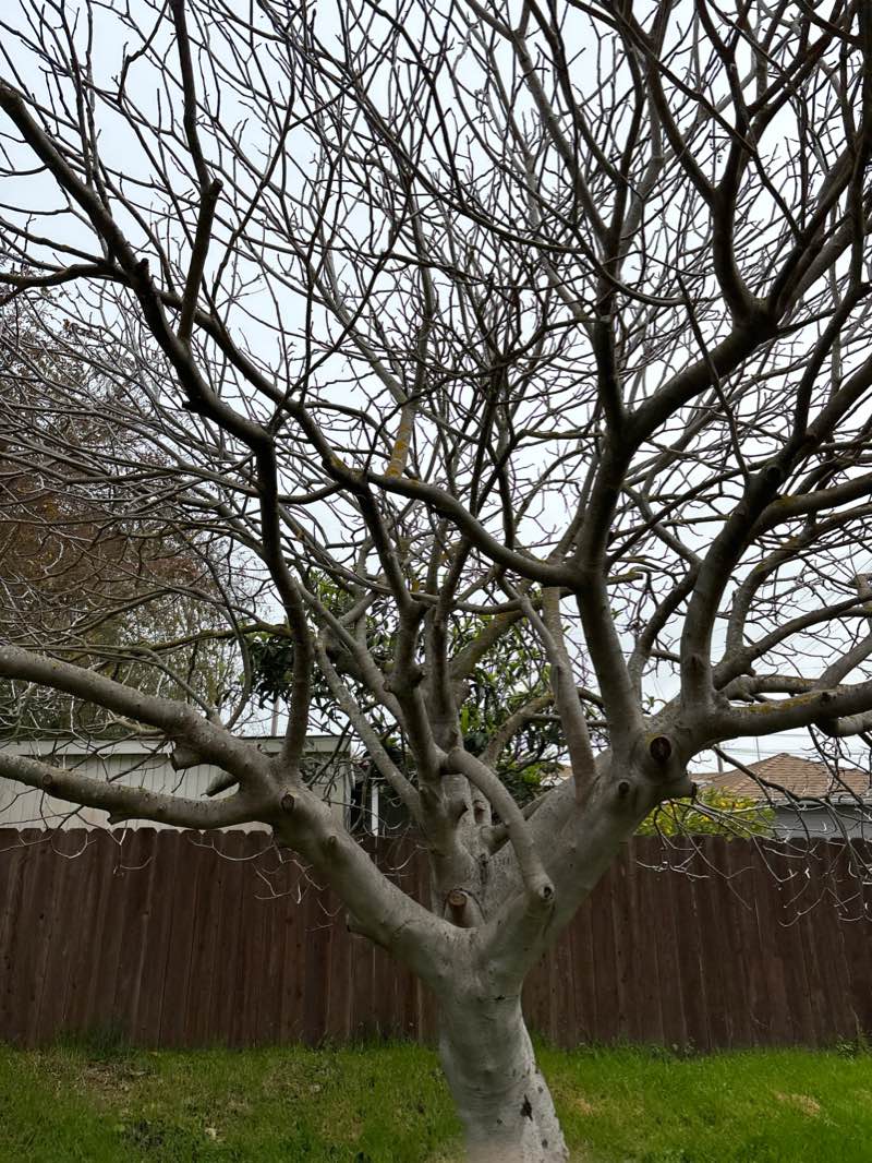 walking near me in Ohlone Greenway in winter