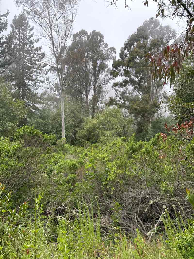 walking near me in Memorial Park in winter