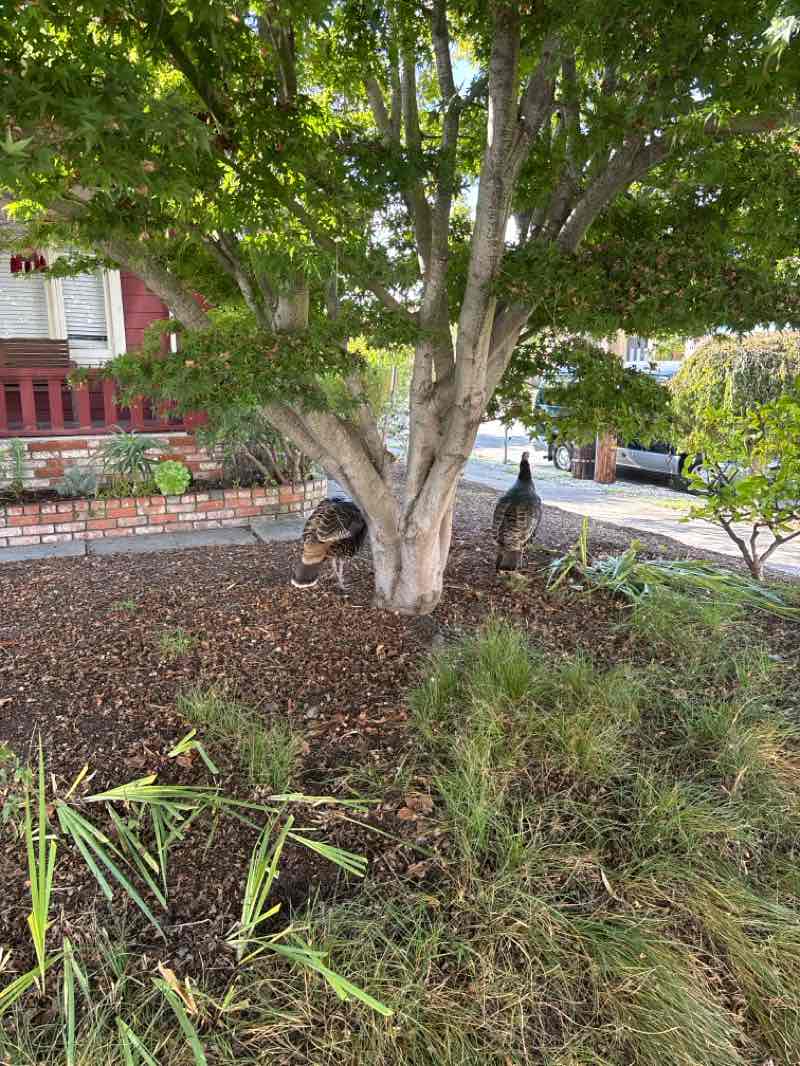 walking near me in Ohlone Greenway in autumn