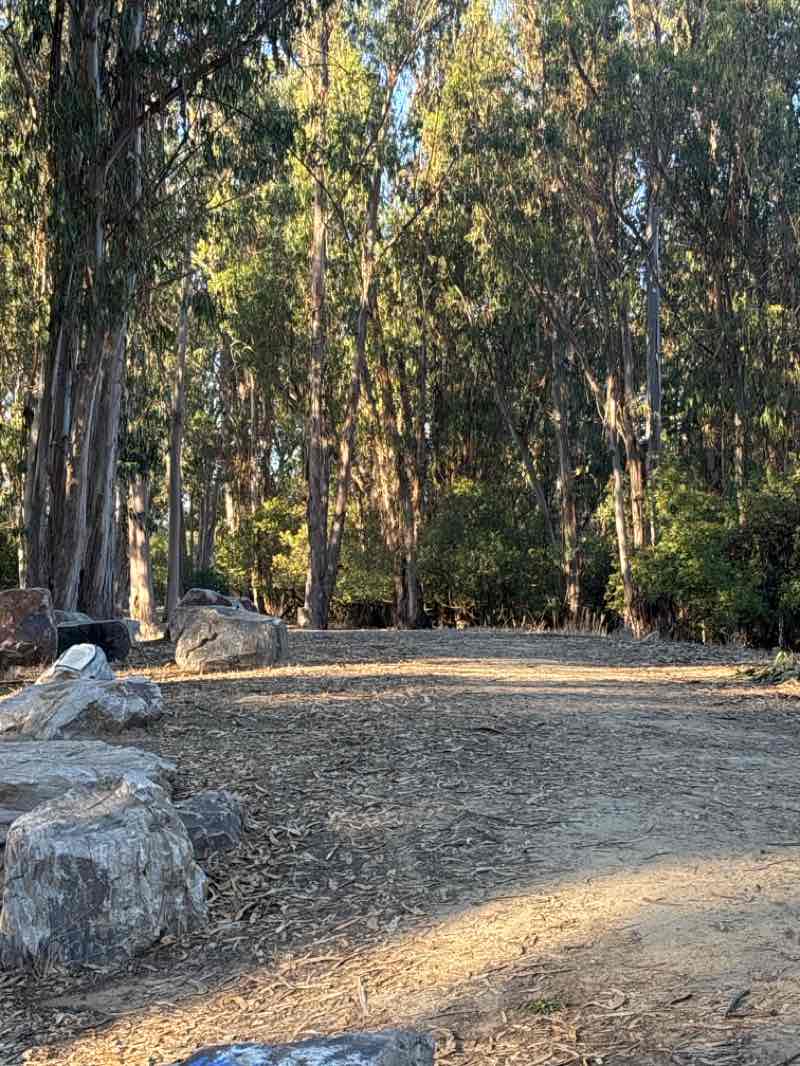 walking near me in Albany Hill Park in autumn