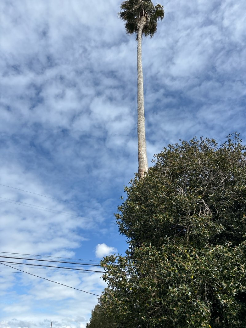 walking near me in Ohlone Greenway in spring
