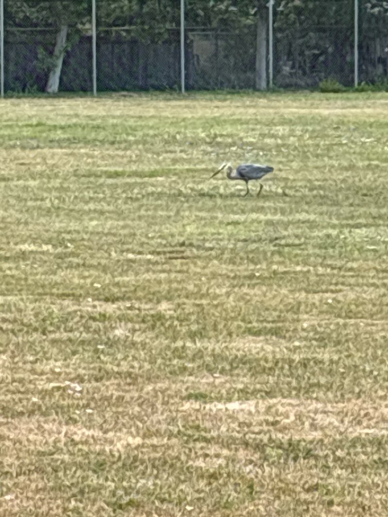 walking near me in Bidwell Park in spring