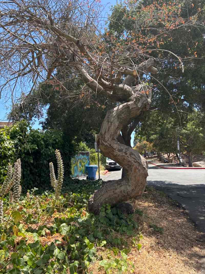 walking near me in Cedar-Rose Park in autumn