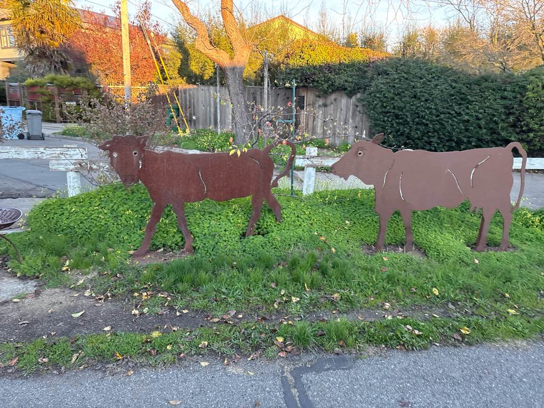walking near me in Ohlone Greenway in winter