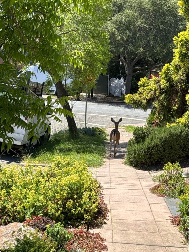 walking near me in Ohlone Greenway in spring