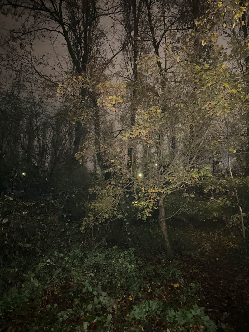 walking near me in Nordpark in autumn