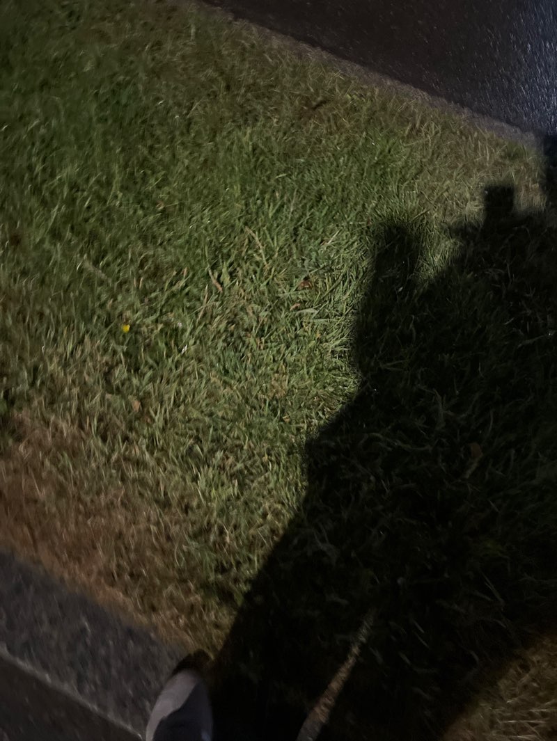 walking near me in Wivenhoe Park in summer