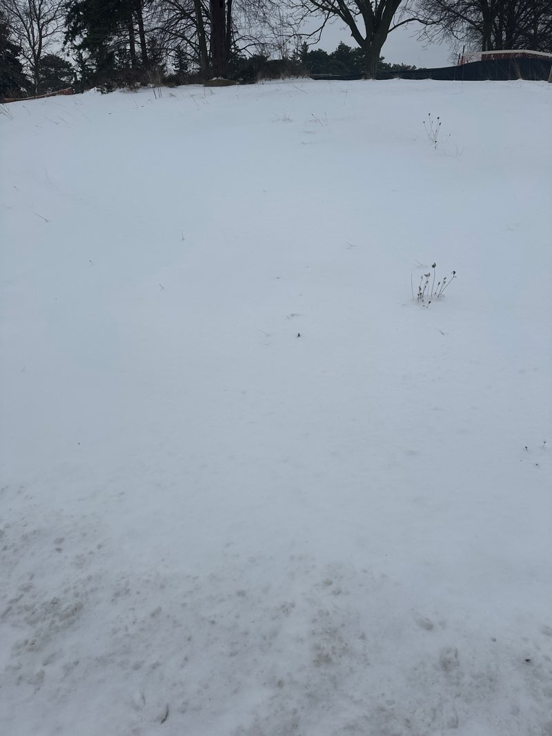 walking near me in Oak Street Park in winter