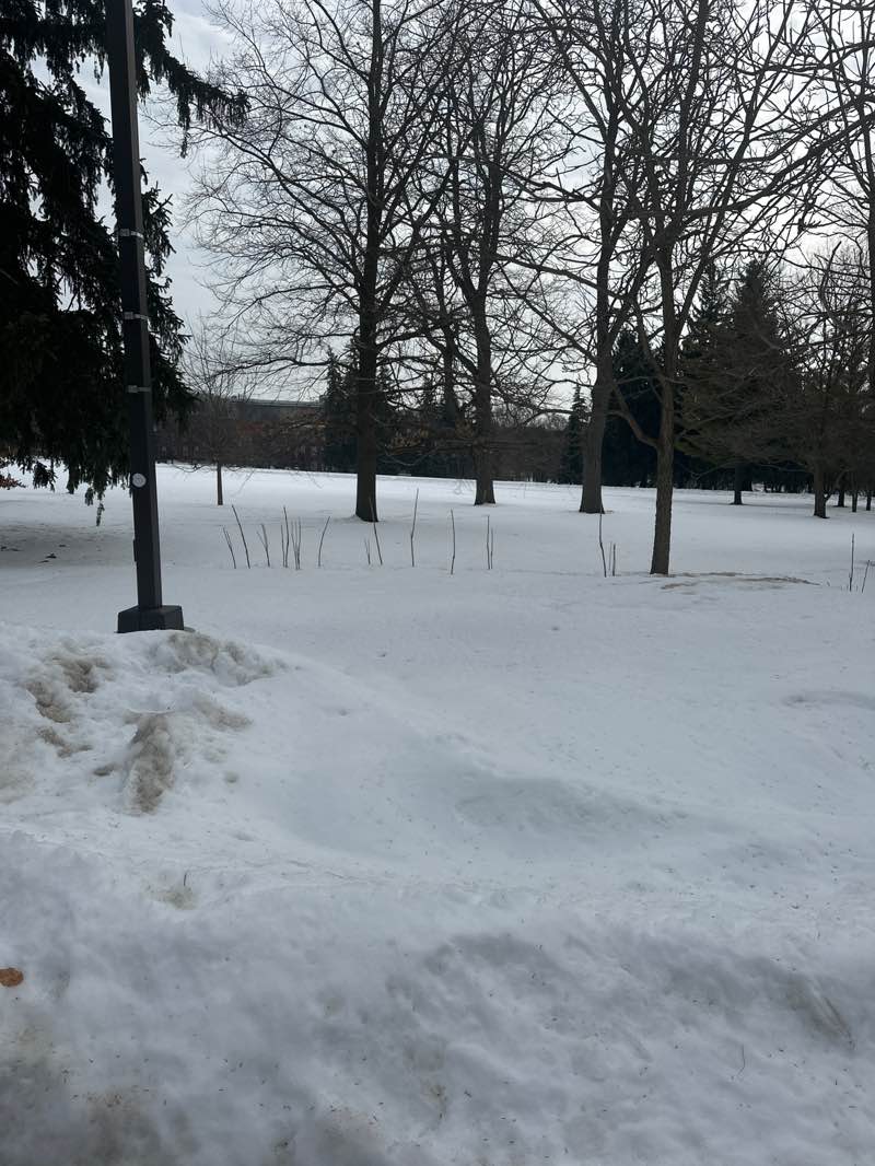 walking near me in Sculpture Park in winter