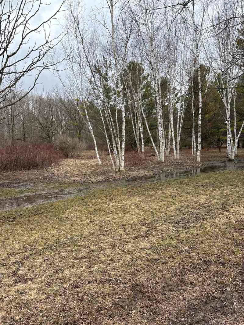 walking near me in The Arboretum in spring