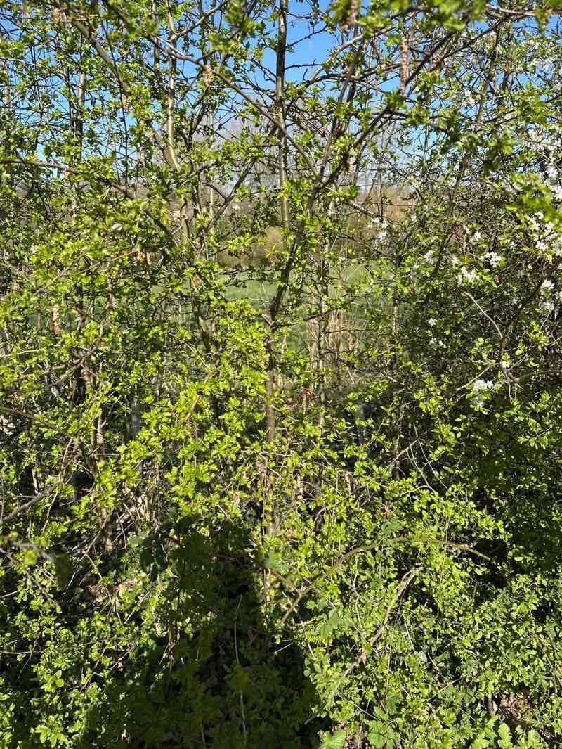 walking near me in Batford Springs Local Nature Reserve in spring