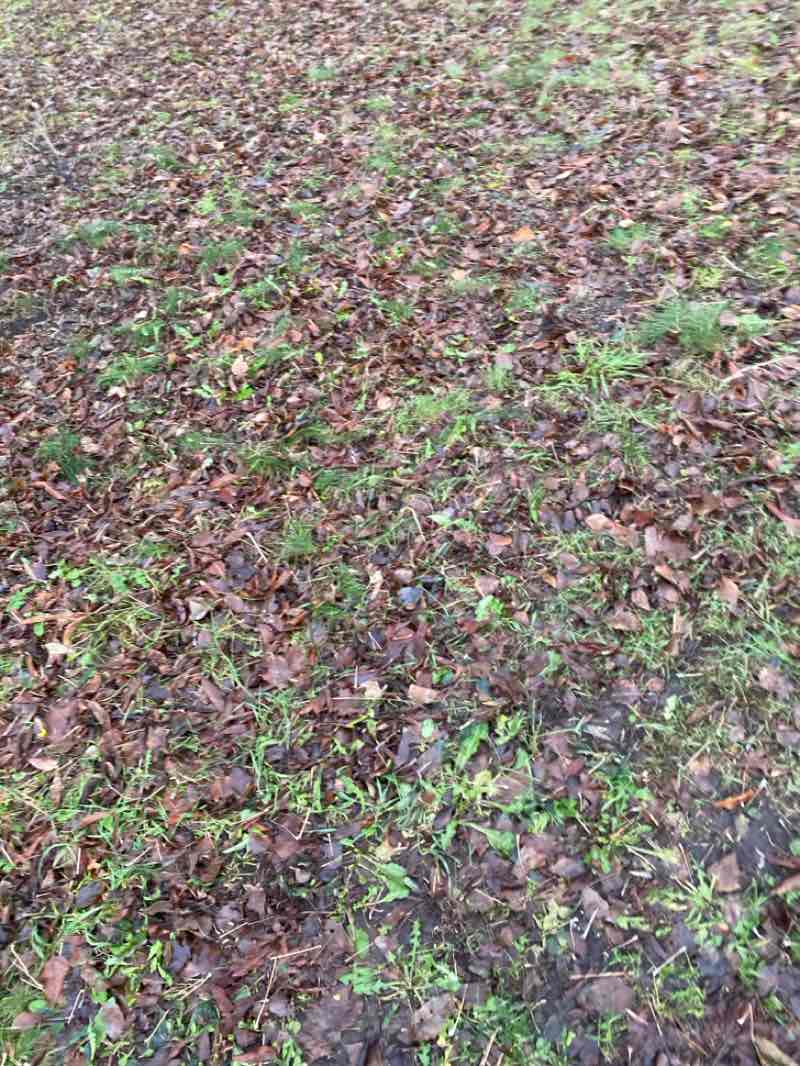 walking near me in Сад Декабристов in autumn