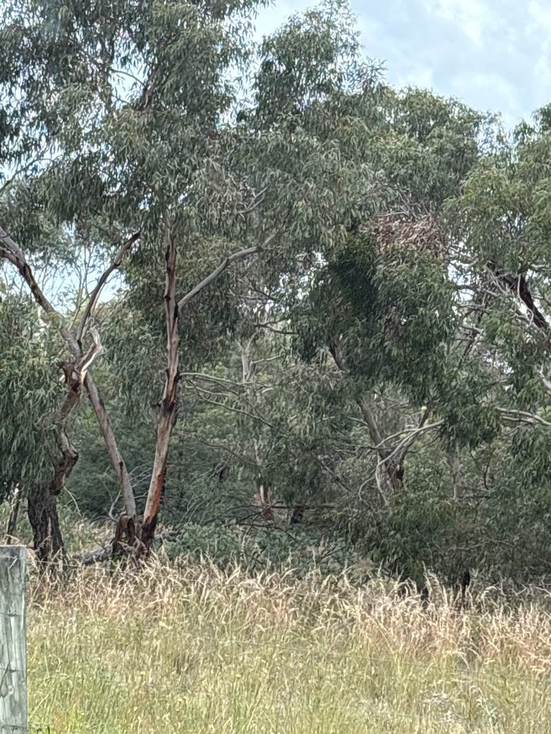 walking near me in Bannockburn Bushland Reserve in summer