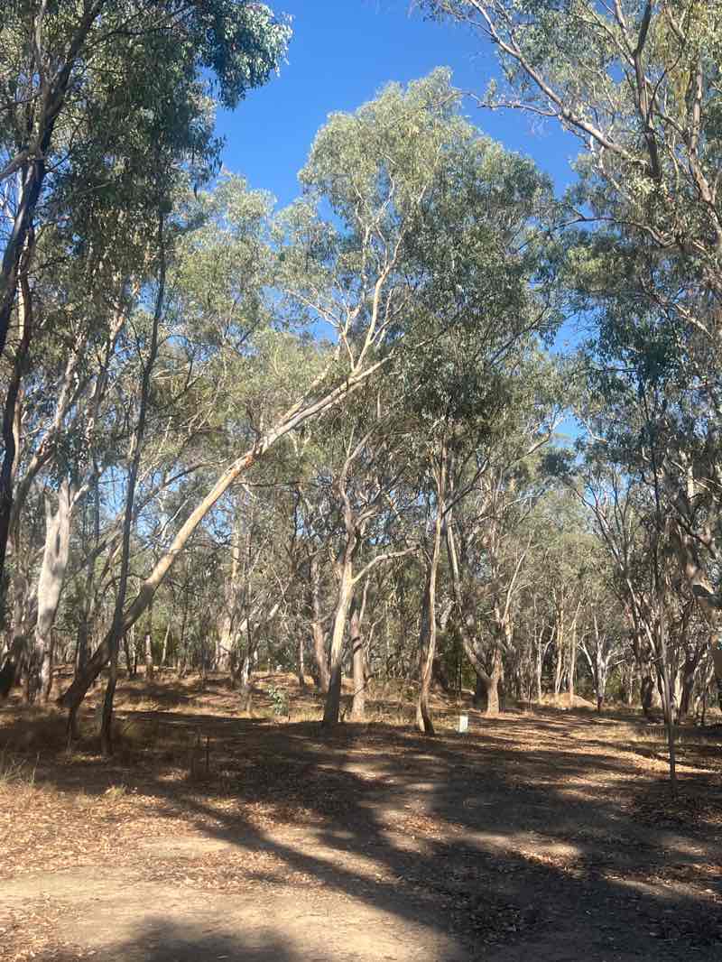 walking near me in Black Ball Mine Dam Bushland Reserve in autumn
