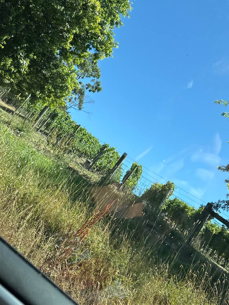 walking near me in Kangaroo Ground War Memorial Park in summer