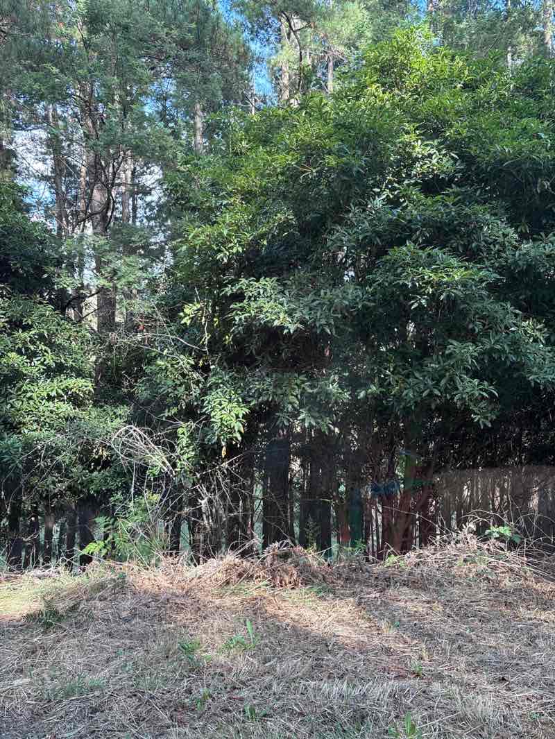 walking near me in Tarago River, Neerim South Streamside Reserve in autumn
