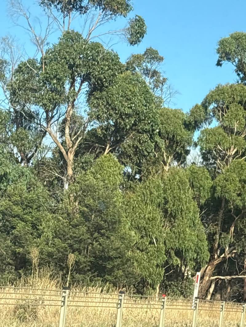 walking near me in Gisborne Flora Reserve in summer