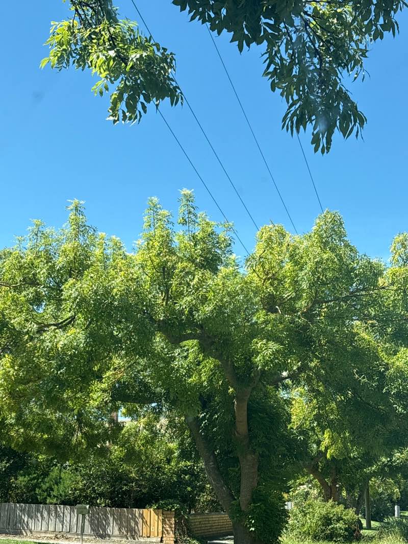 walking near me in Coleman Park in summer