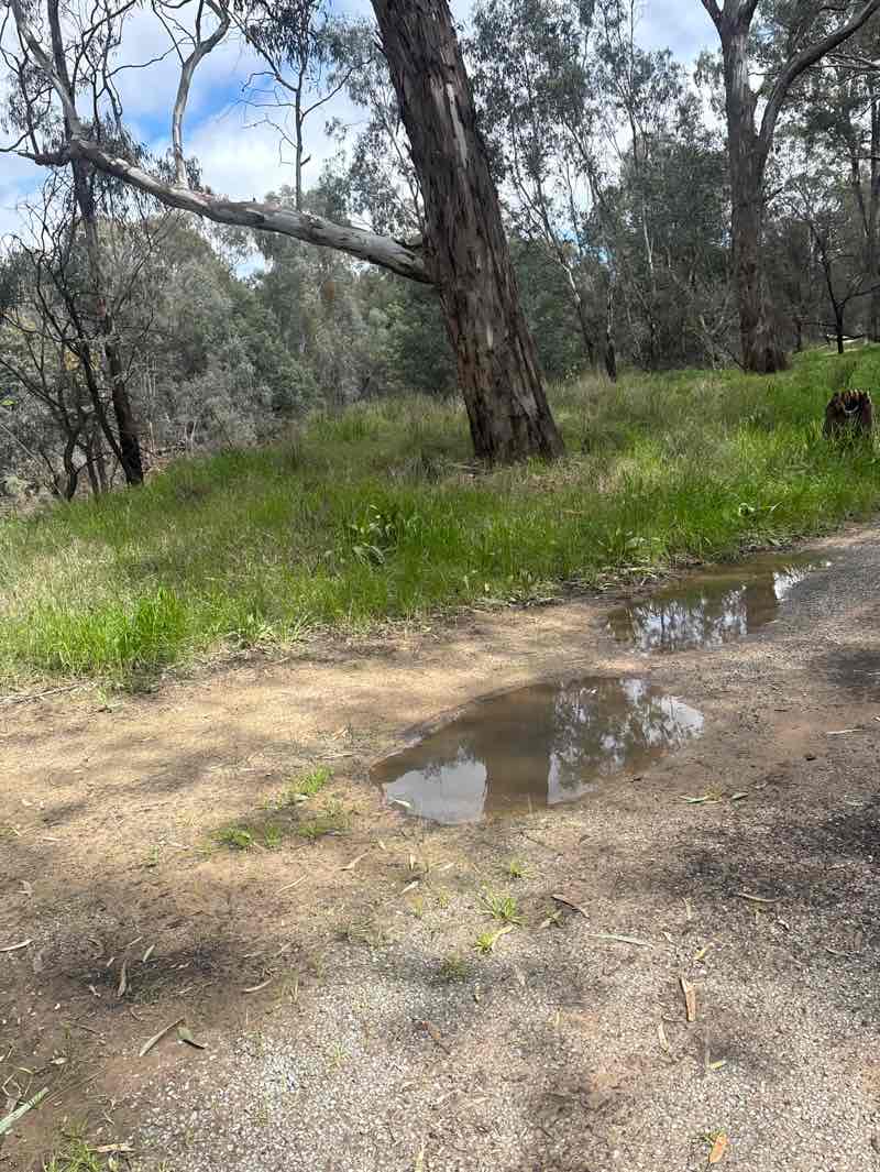 walking near me in Monash Park in spring