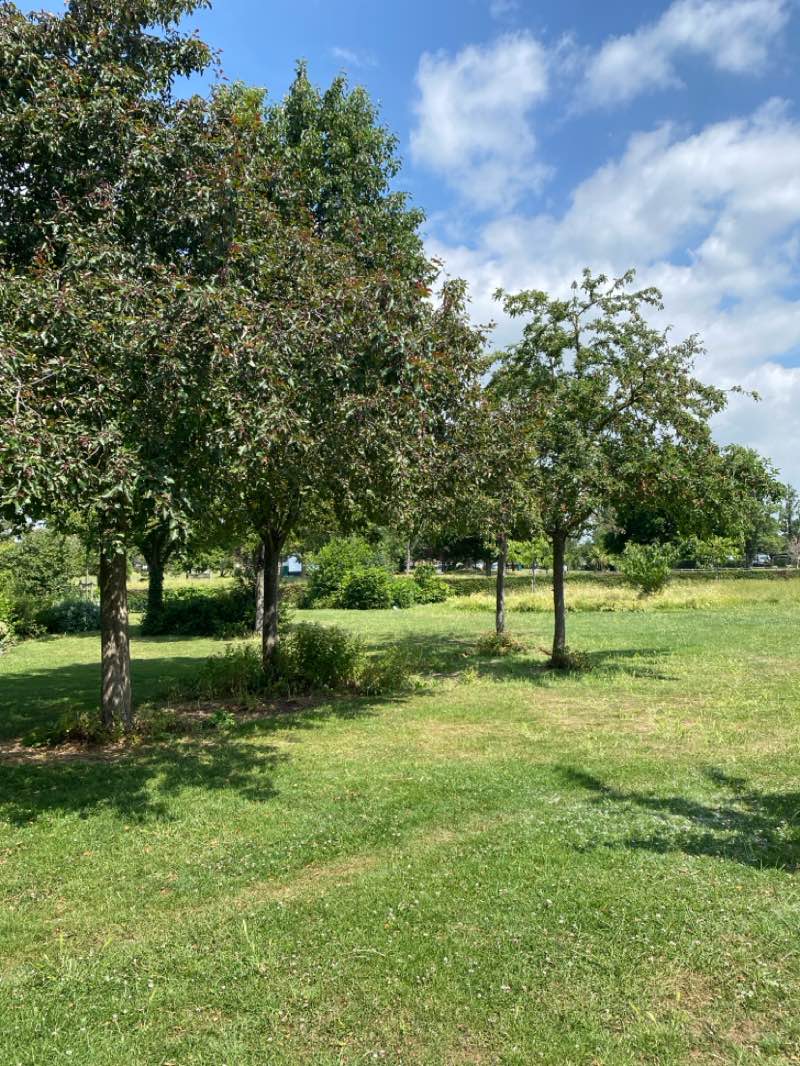 walking near me in Southchurch Park in summer