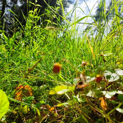 Ходоки 5.0 (ПСП) Ксения Серова post image