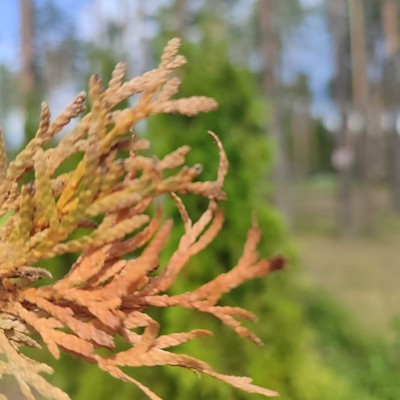 Ходоки 5.0 (ПСП) Ксения Серова post image